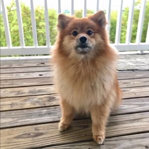 Meet your Posher, Jenny